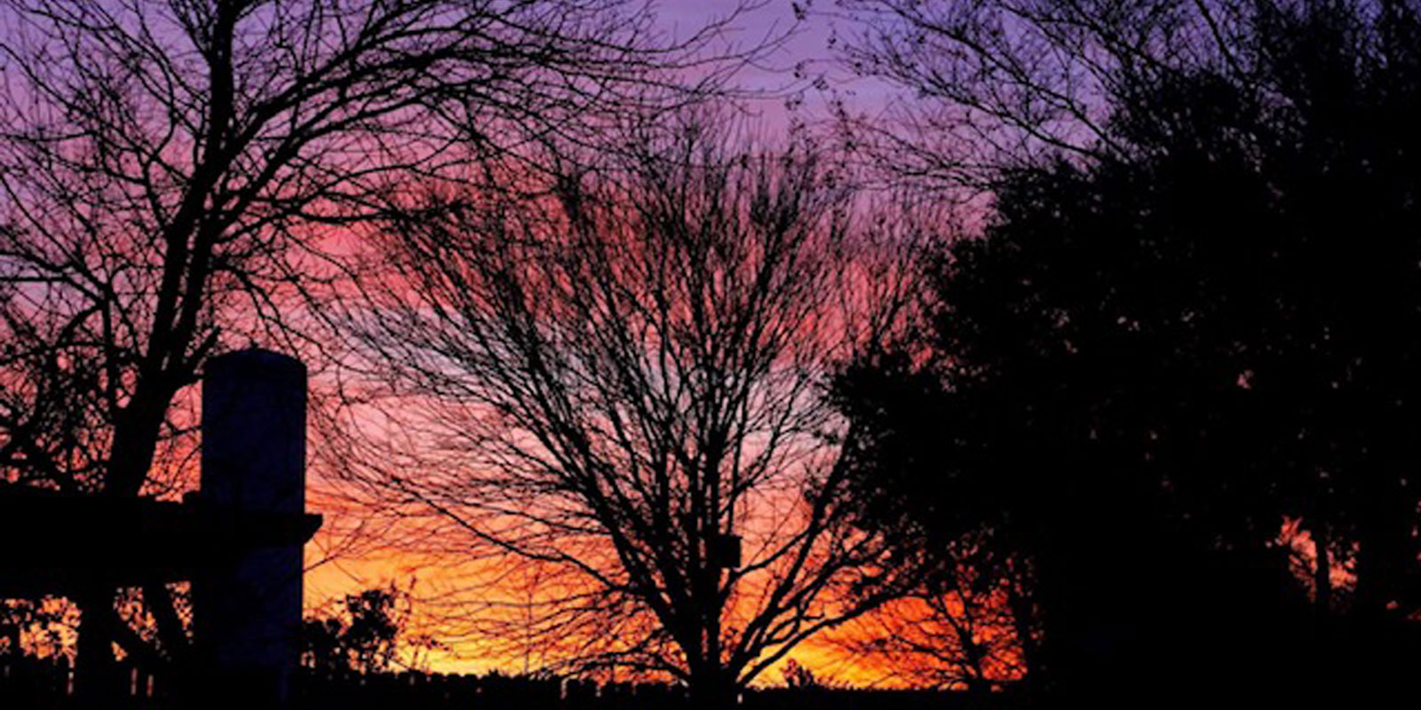 Shadow of the trees during sunset