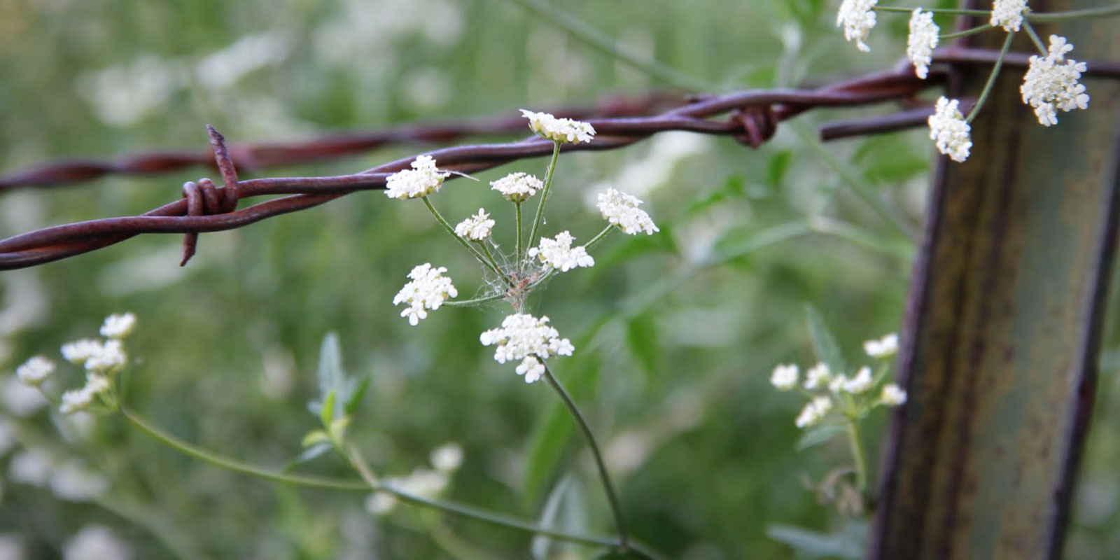 Beautiful Flowers